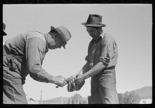 Cutting gall bladder from liver of hog slaughtered. Chamisal, New Mexico