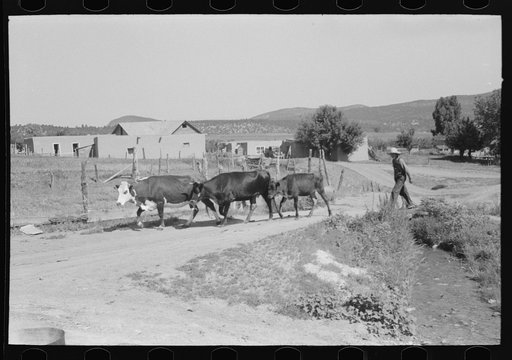 Tending cows. Chamisal, New Mexico