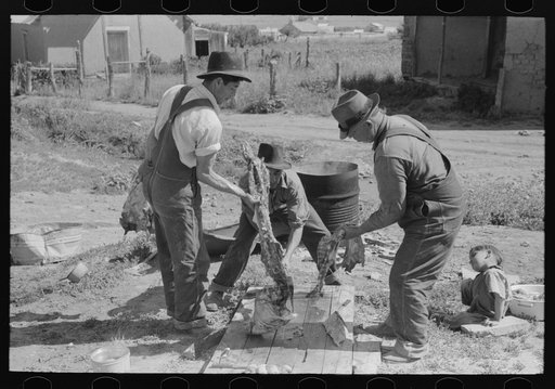 Spanish-American farmers breaking backbone of slaughtered hog with axe. Chamisal, New Mexico