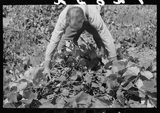 Grapes are one of the main diversified crops of this Mormon farmer, Cache County, Utah