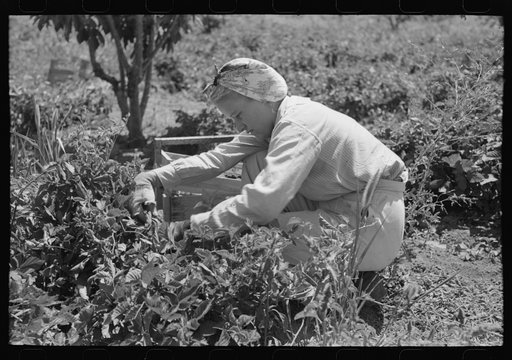 Untitled photo, possibly related to: Young town girl picking berries in Cache County, Utah. Because of diversification of crops, no migrant labor is needed or used in this section of Utah