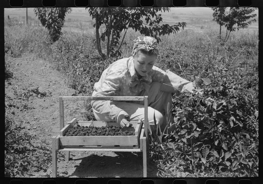 Young town girl picking berries in Cache County, Utah. Because of diversification of crops, no migrant labor is needed or used in this section of Utah