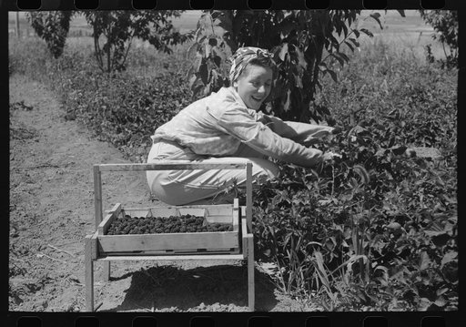 Untitled photo, possibly related to: Young town girl picking berries in Cache County, Utah. Because of diversification of crops, no migrant labor is needed or used in this section of Utah