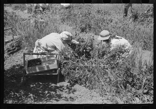 Young town girl picking berries in Cache County, Utah. Because of diversification of crops, no migrant labor is needed or used in this section of Utah