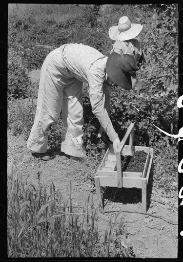 Young town girl picking berries in Cache County, Utah. Because of diversification of crops, no migrant labor is needed or used in this section of Utah