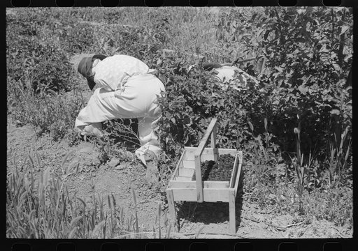 Untitled photo, possibly related to: Young town girl picking berries in Cache County, Utah. Because of diversification of crops, no migrant labor is needed or used in this section of Utah