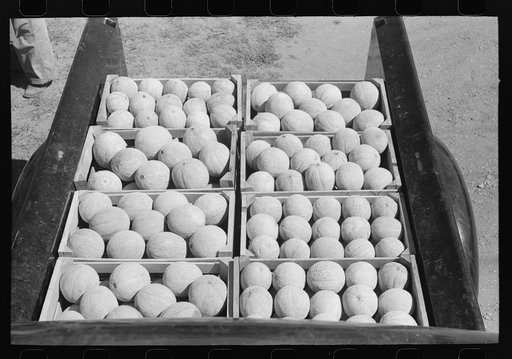 Cantaloupes, one of the main crops of Box Elder County, Utah