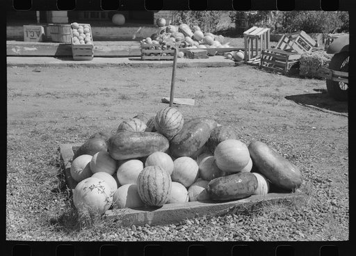 Watermelons being sprayed for cooling, Box Elder County, Utah