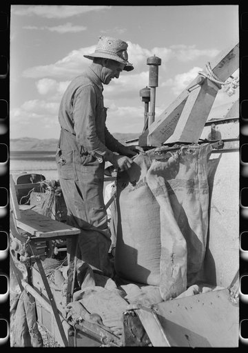 Mormon farmer who lives in Snowville, Utah and who farms in Oneida County, Idaho, bagging wheat
