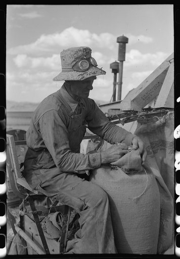 Untitled photo, possibly related to: Mormon farmer who lives in Snowville, Utah and who farms in Oneida County, Idaho, bagging wheat