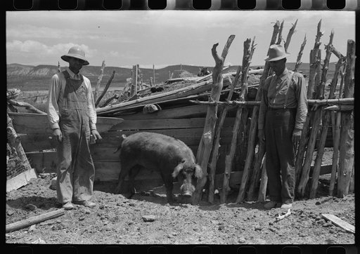 FSA (Farm Security Administration) cooperative boar, Box Elder County, Utah