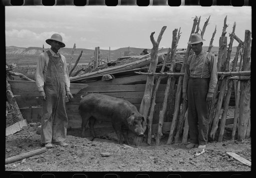 Untitled photo, possibly related to: FSA (Farm Security Administration) cooperative boar, Box Elder County, Utah