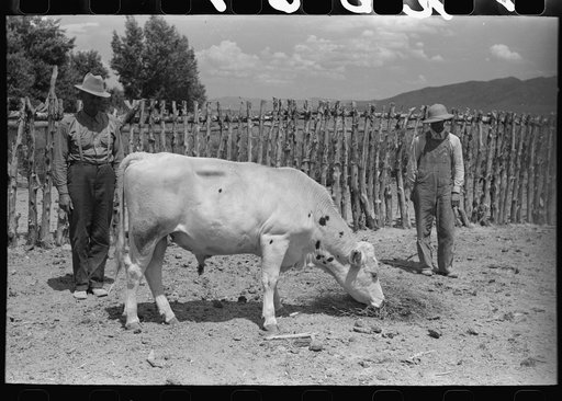 Untitled photo, possibly related to: FSA (Farm Security Administration) cooperative bull, Box Elder County, Utah