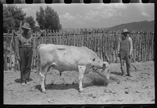 FSA (Farm Security Administration) cooperative bull, Box Elder County, Utah