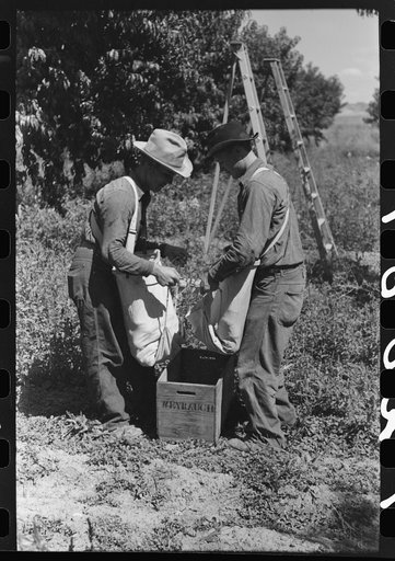 Fruit pickers emptying their sacks of peaches into crates, Delta County, Colorado