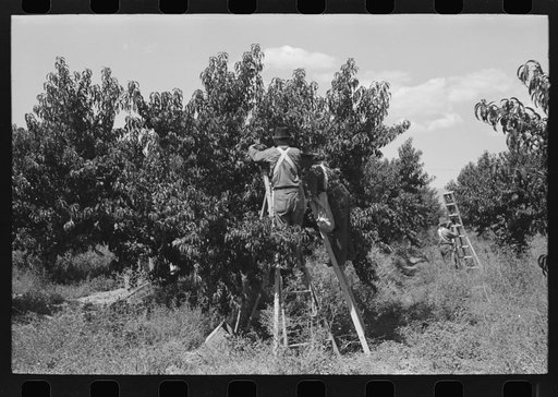 Picking peaches, Delta County, Colorado. This is all local labor in this particular section