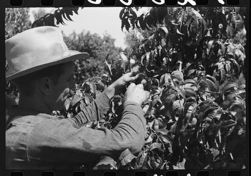 Untitled photo, possibly related to: Fruit pickers moving ladders to another tree, Delta County, Coloerado