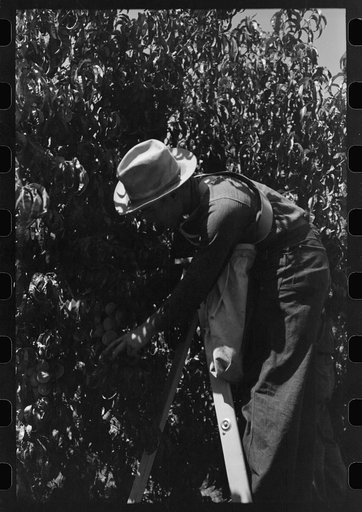 Untitled photo, possibly related to: Fruit pickers moving ladders to another tree, Delta County, Coloerado