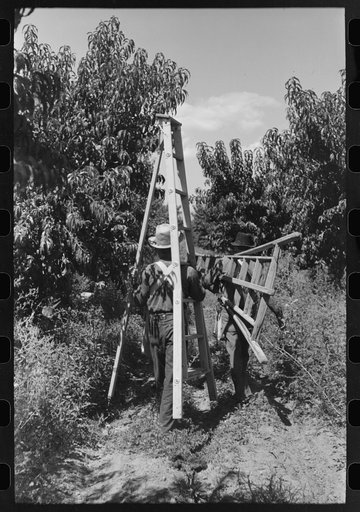 Fruit pickers moving ladders to another tree, Delta County, Coloerado