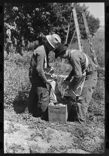 Untitled photo, possibly related to: Fruit pickers emptying sacks of peaches into a crate, Delta County, Colorado