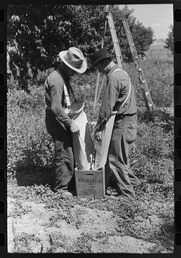 Fruit pickers emptying sacks of peaches into a crate, Delta County, Colorado