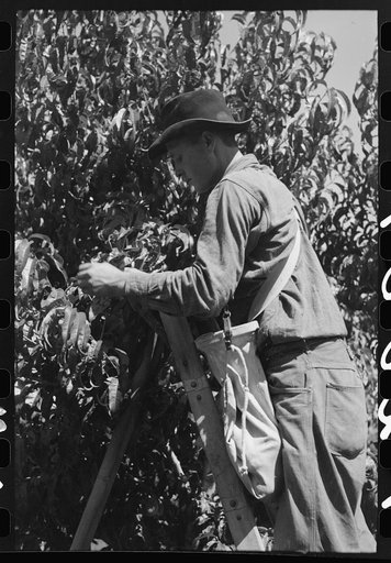 Untitled photo, possibly related to: Fruit pickers moving ladders to another tree, Delta County, Coloerado
