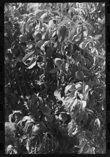 Untitled photo, possibly related to: Fruit pickers moving ladders to another tree, Delta County, Coloerado