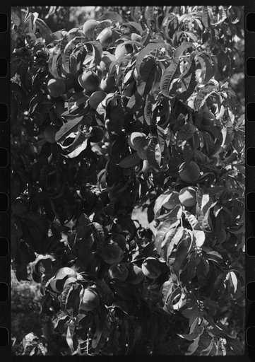 Untitled photo, possibly related to: Fruit pickers moving ladders to another tree, Delta County, Coloerado