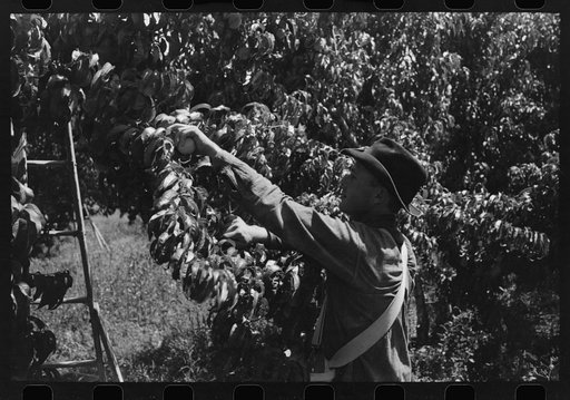 Untitled photo, possibly related to: Picking peaches, Delta County, Colorado. This is all local labor in this particular section