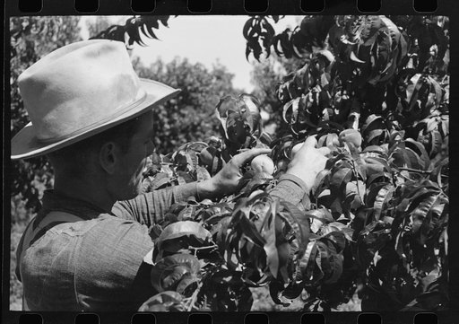 Untitled photo, possibly related to: Picking peaches, Delta County, Colorado. This is all local labor in this particular section