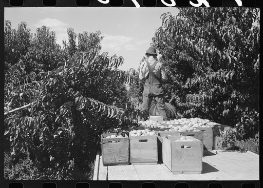 Carrying crates of peaches from the orchard to the shipping shed, Delta County, Colorado