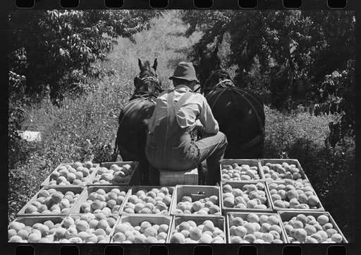 Untitled photo, possibly related to: Carrying crates of peaches from the orchard to the shipping shed, Delta County, Colorado