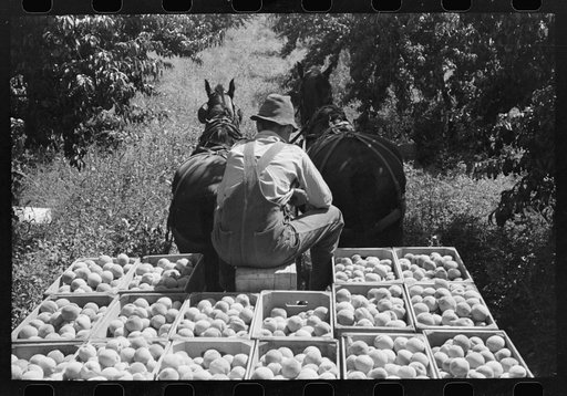Carrying crates of peaches from the orchard to the shipping shed, Delta County, Colorado