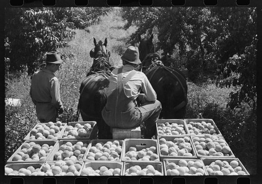 Untitled photo, possibly related to: Carrying crates of peaches from the orchard to the shipping shed, Delta County, Colorado