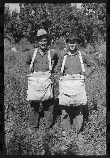 Peach pickers with sackful of peaches, Delta County, Colorado. These are local boys