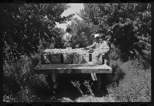 Untitled photo, possibly related to: Carrying crates of peaches from the orchard to the shipping shed, Delta County, Colorado