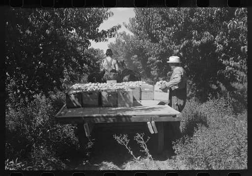 Untitled photo, possibly related to: Carrying crates of peaches from the orchard to the shipping shed, Delta County, Colorado