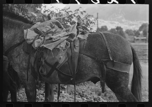 Mule loaded with camp supplies of sheepherder, Ouray, Colorado