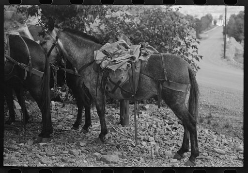 Untitled photo, possibly related to: Mule loaded with camp supplies of sheepherder, Ouray, Colorado