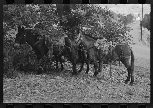 Untitled photo, possibly related to: Mule loaded with camp supplies of sheepherder, Ouray, Colorado