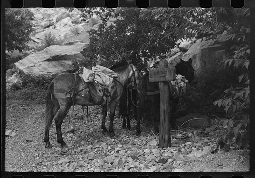Untitled photo, possibly related to: Mule loaded with camp supplies of sheepherder, Ouray, Colorado