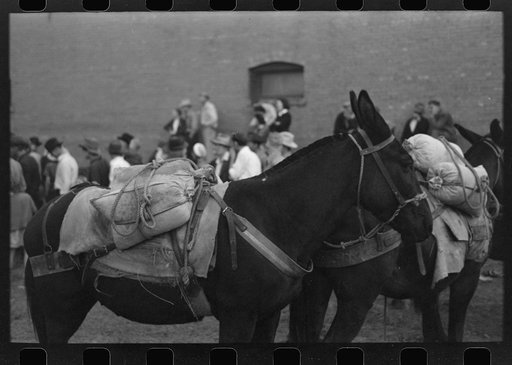Silverton, Colorado. Labor Day celebration. Burros loaded with ore sacks in the burro-loading contest