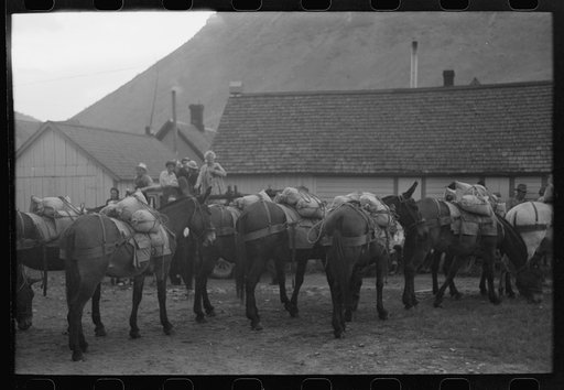Silverton, Colorado. Labor Day celebration. Burros loaded with ore sacks in the burro-loading contest