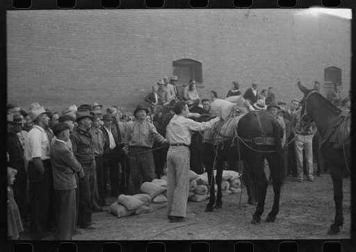 Silverton, Colorado. Labor Day celebration. Contestant and spectators at the burro-loading contest