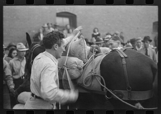 Silverton, Colorado. Labor Day celebrations. Contestant tying sacks of ore onto a burro in a contest