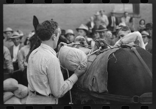 Silverton, Colorado. Labor Day celebration. Contestant tying sacks of ore onto a burro in a contest