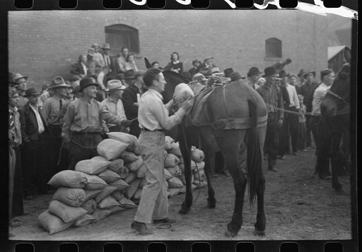 Untitled photo, possibly related to: Silverton, Colorado. Labor Day celebration. Contestant and spectators at the burro-loading contest