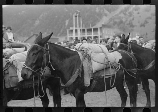 Silverton, Colorado. Labor Day celebration. Burros loaded with sacks of gold ore at the burro-loading contest