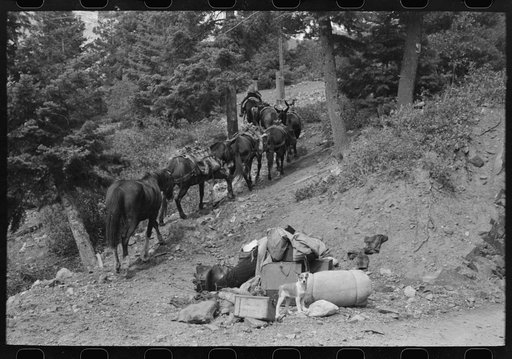 Untitled photo, possibly related to: Sheepherder starting towards the mountains with his string of horses, Ouray County, Colorado. This outfit was moving from summer range to winter