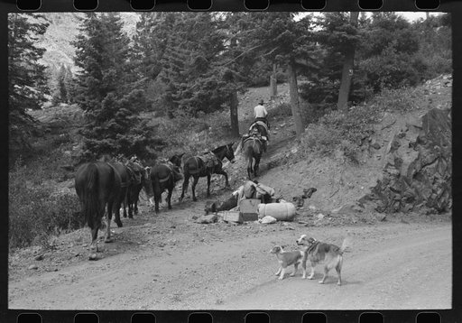 Sheepherder starting towards the mountains with his string of horses, Ouray County, Colorado. This outfit was moving from summer range to winter